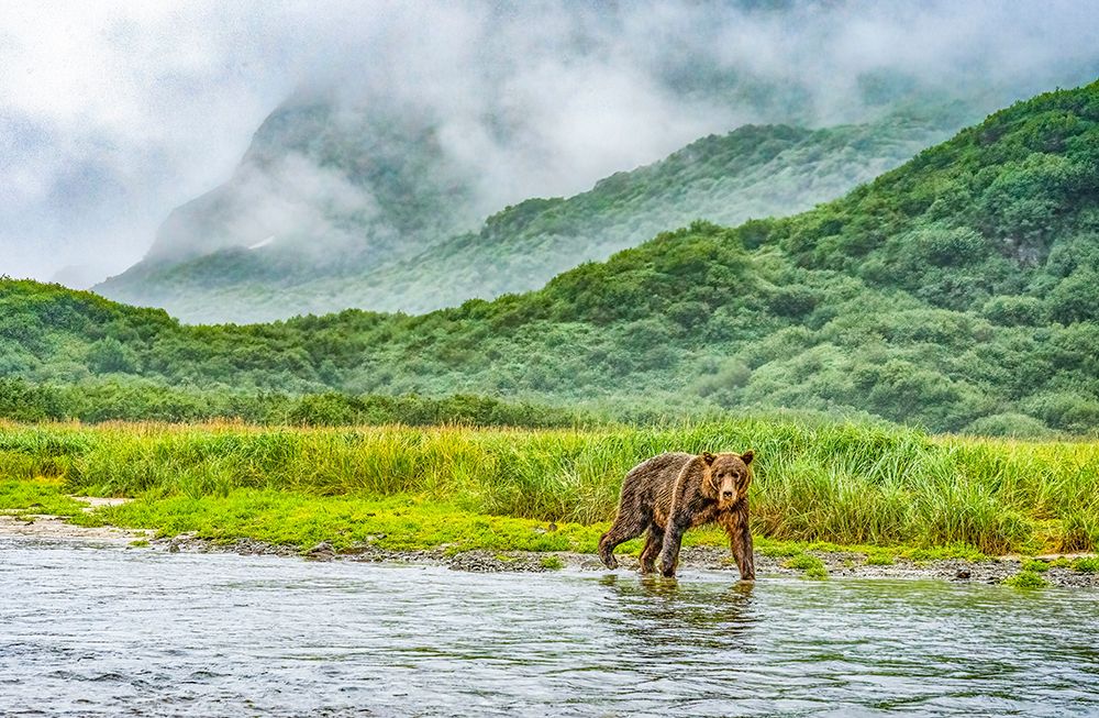 Katmai Peninsula, Alaska. Female brown bear in the mist along the riverbank hunting for fish.